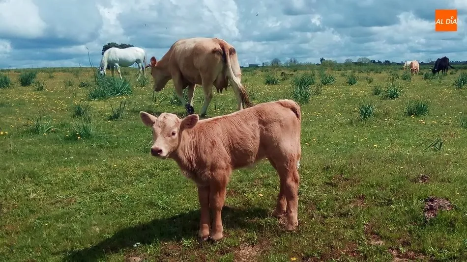 Las hembras para vida repitieron precios, mientras los machos bajaban 6 euros por animal / CORRAL