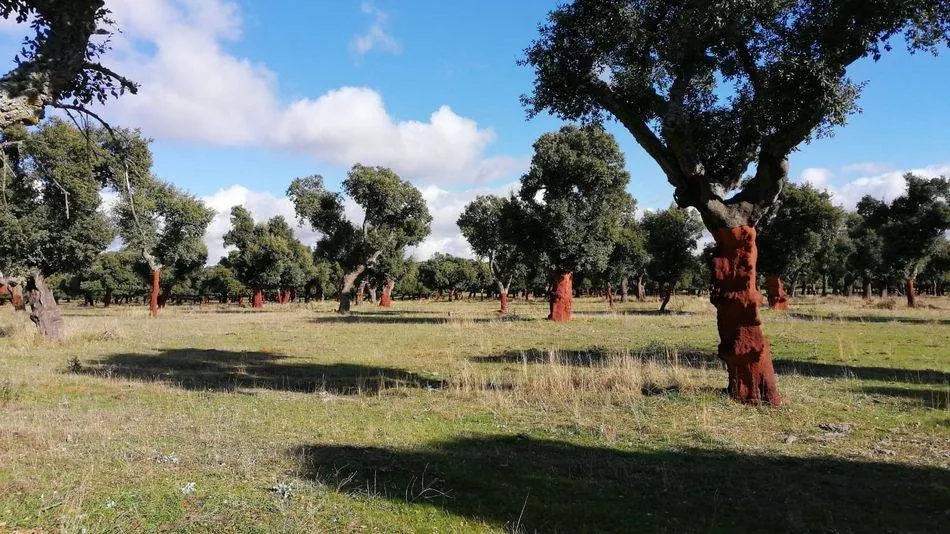 Alcornocal en Valdelosa