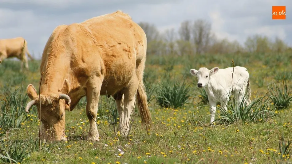 La excelente primavera salva al vacuno de vida de una caída en los precios / CORRAL