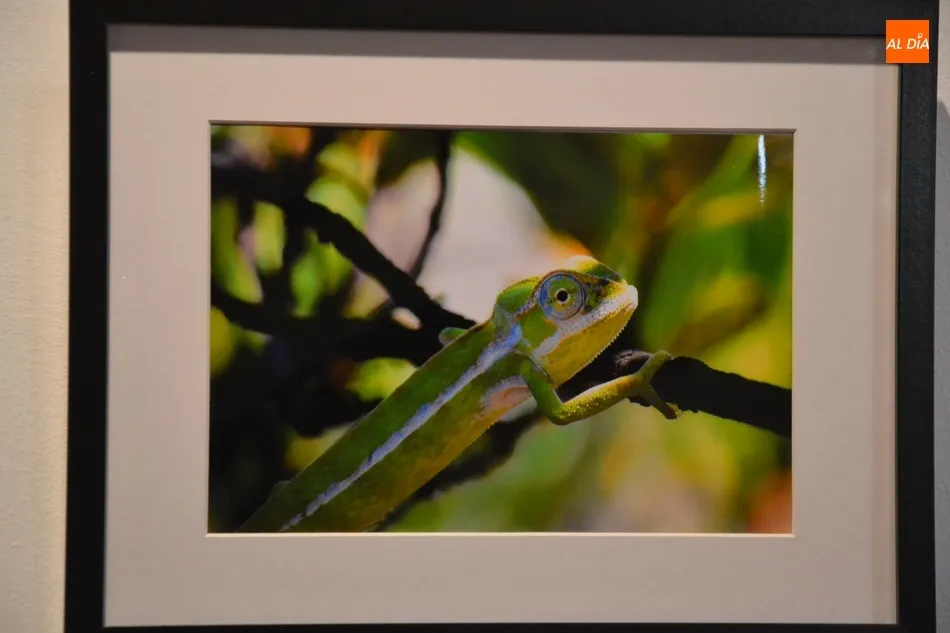 Foto 10 - El IES Fray Diego monta una exposici&oacute;n en la Casa de la Cultura con un fin solidario  
