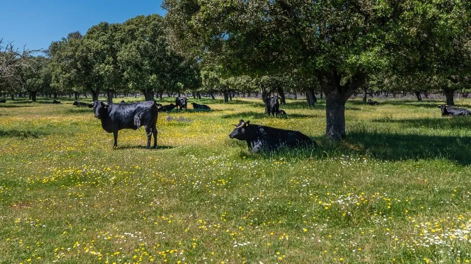 Más valor añadido para la ganadería extensiva de la dehesa salmantina con el proyecto VACUSOS  