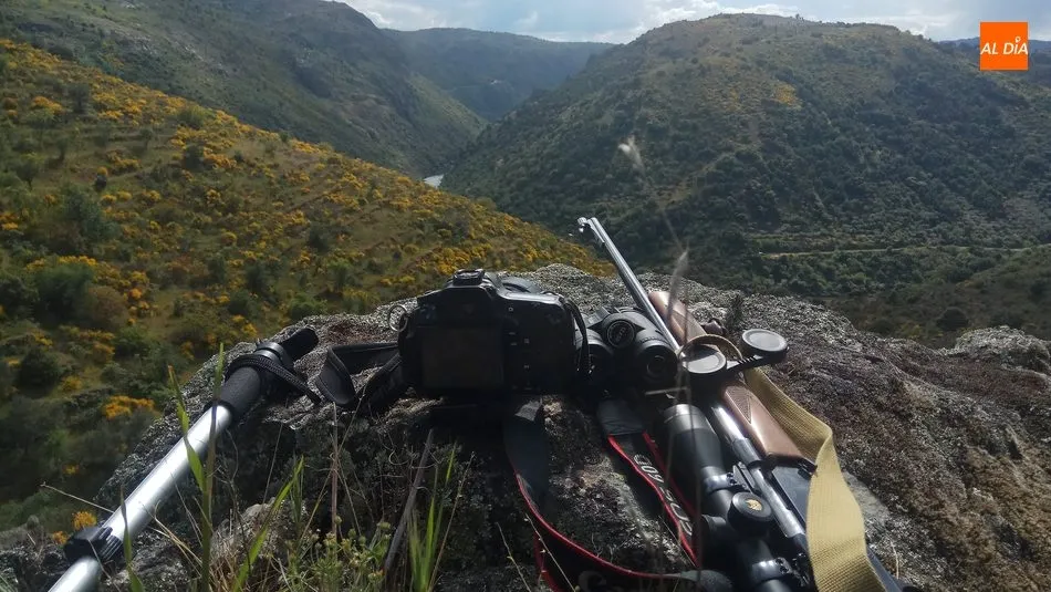 La caza del corzo también tiene su encanto, especialmente por la dificultad que entraña sorprender al ‘duende del bosque’ / CORRAL