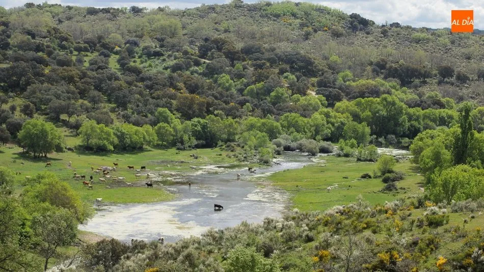 La buena primavera y la exportación en vivo están siendo dos aliados destacados de los ganaderos salmantinos dedicados al vacuno de carne, ovino de carne y porcino blanco / CORRAL