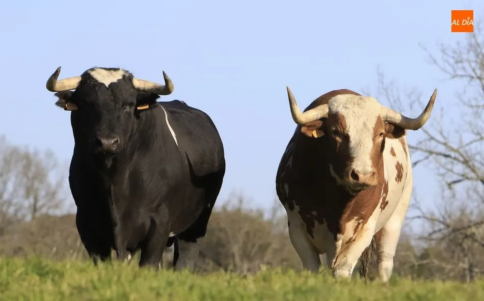 Un día en la ganadería Galache