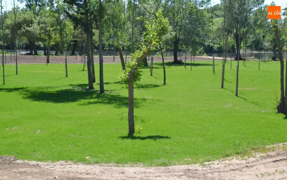 Foto 10 - El tramo en renovaci&oacute;n de la Alameda Vieja se va poblando de c&eacute;sped  