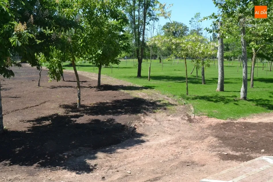 Foto 6 - El tramo en renovaci&oacute;n de la Alameda Vieja se va poblando de c&eacute;sped  
