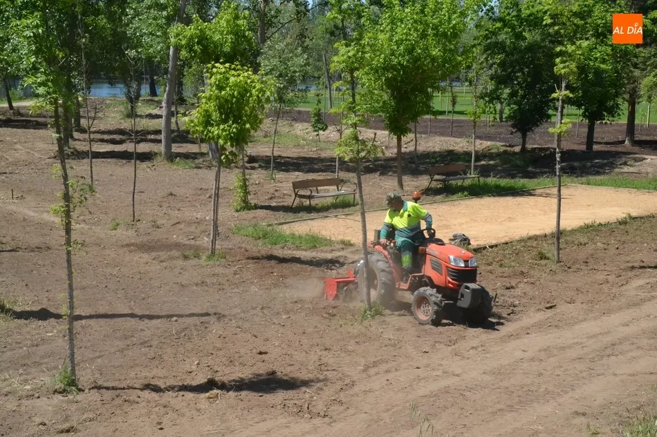 Foto 3 - El tramo en renovaci&oacute;n de la Alameda Vieja se va poblando de c&eacute;sped  
