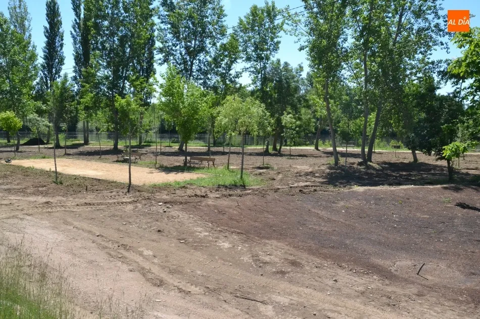 Foto 5 - El tramo en renovaci&oacute;n de la Alameda Vieja se va poblando de c&eacute;sped  