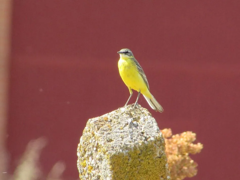 Foto 3 - La calidad del aire de Salamanca favorece la presencia de aves migratorias