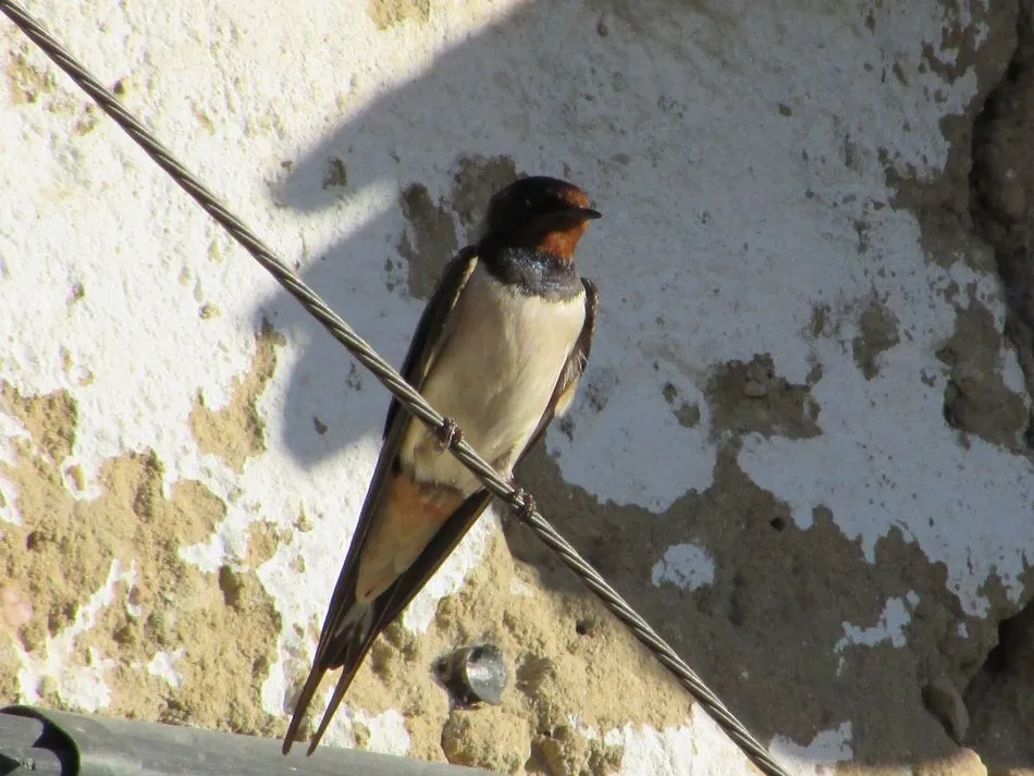 Foto 2 - La calidad del aire de Salamanca favorece la presencia de aves migratorias