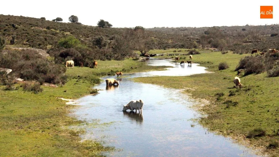 El vacuno repite precios, tanto para cebo como en sacrificio / CORRAL