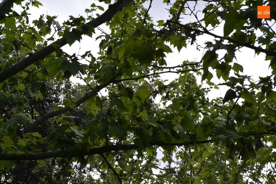 Foto 5 - Los pl&aacute;tanos de La Glorieta sufren una extra&ntilde;a ca&iacute;da de sus hojas  