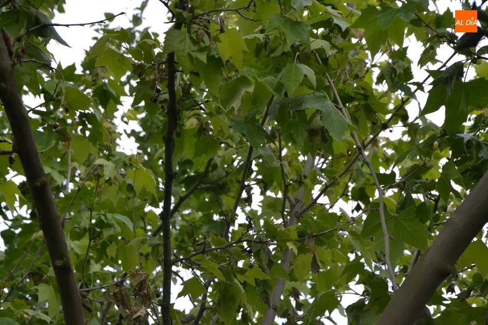 Foto 6 - Los pl&aacute;tanos de La Glorieta sufren una extra&ntilde;a ca&iacute;da de sus hojas  