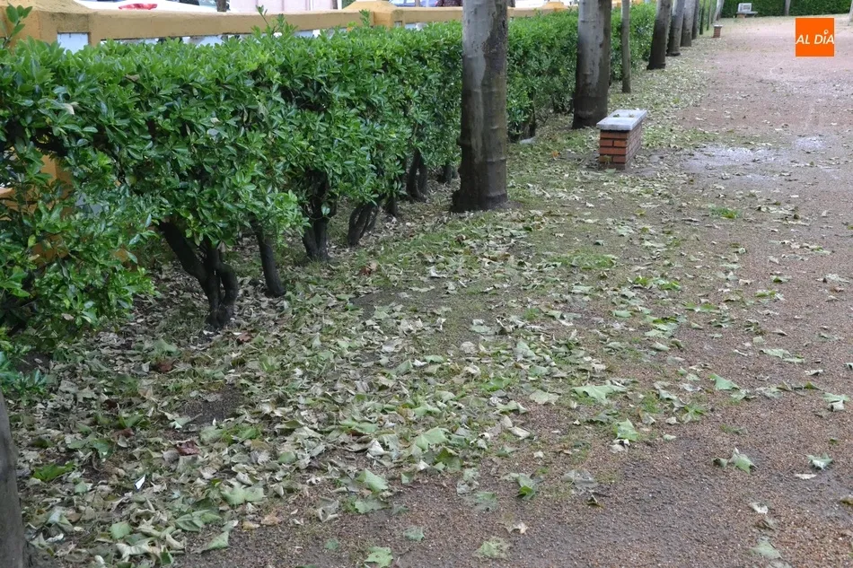 Foto 8 - Los pl&aacute;tanos de La Glorieta sufren una extra&ntilde;a ca&iacute;da de sus hojas  