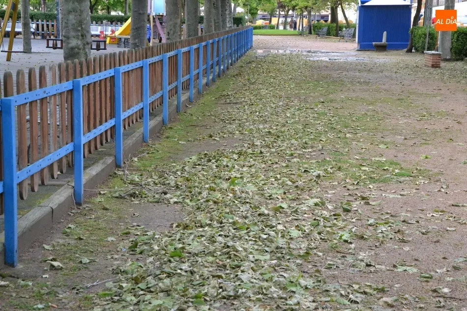 Los plátanos de La Glorieta sufren una extraña caída de sus hojas  