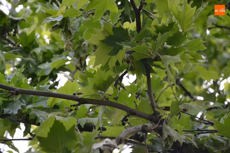Foto 2 - Los pl&aacute;tanos de La Glorieta sufren una extra&ntilde;a ca&iacute;da de sus hojas  
