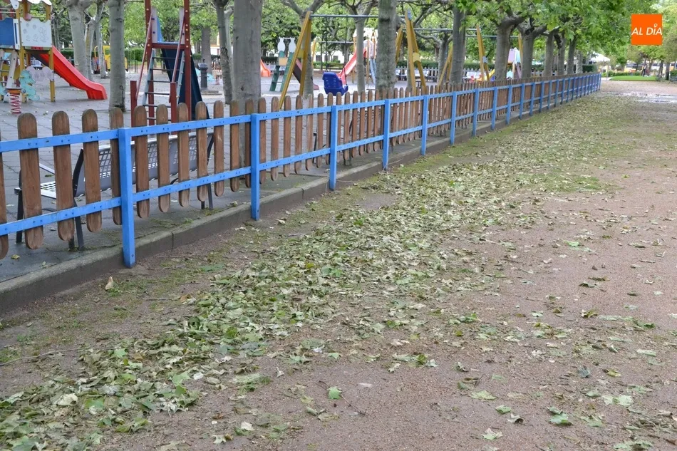 Foto 3 - Los pl&aacute;tanos de La Glorieta sufren una extra&ntilde;a ca&iacute;da de sus hojas  