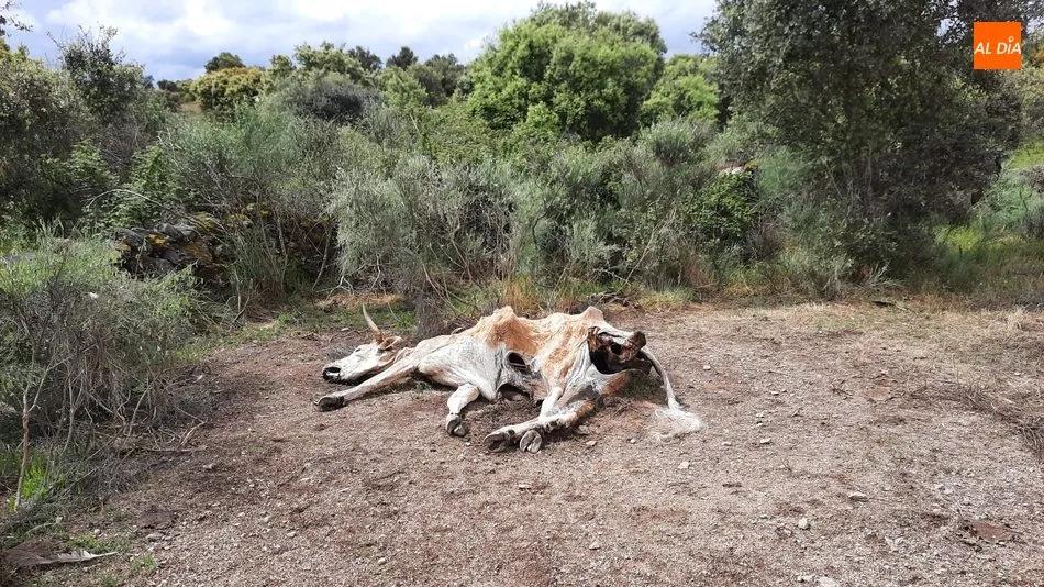 Restos de la vaca vaciada por los buitres