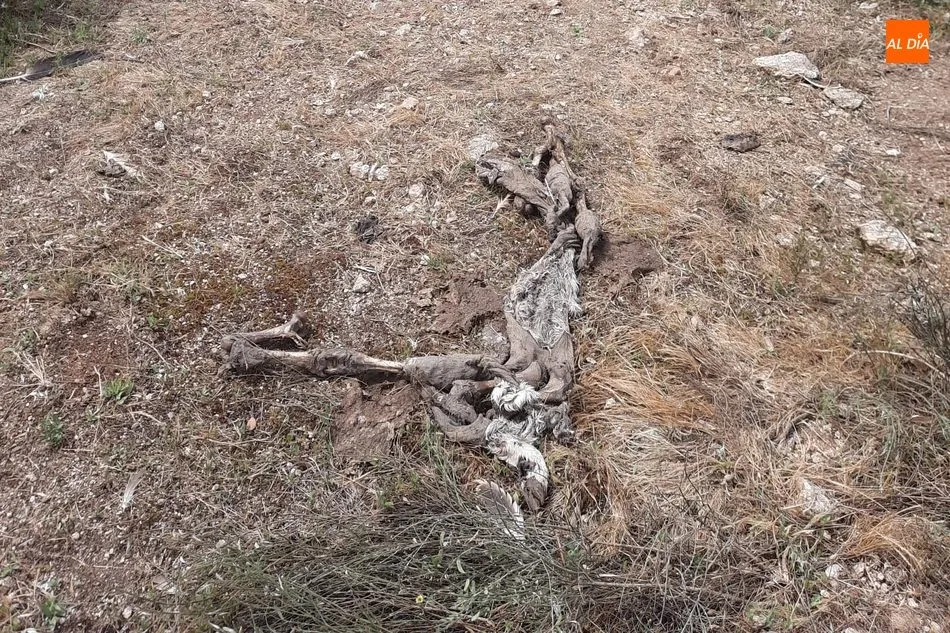 Foto 2 - Un nuevo ataque de buitres se cobra en Vilvestre la vida de una vaca y sus dos terneros  