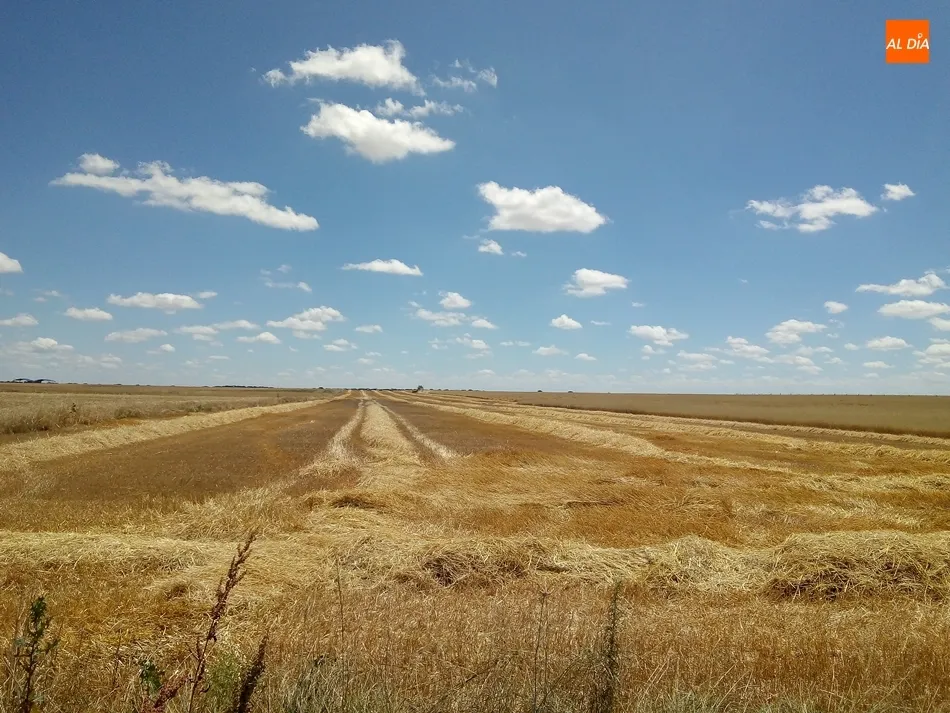 Parcela de cereal. | Jorge Holguera