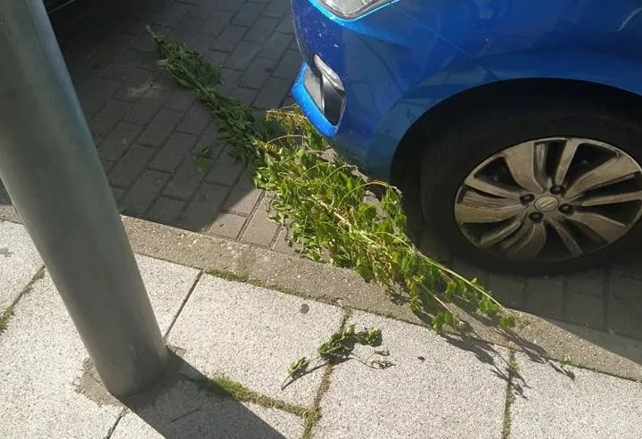 Foto 5 - Serio problema con las ramas de los &aacute;rboles en la calle Lorenza Iglesias  