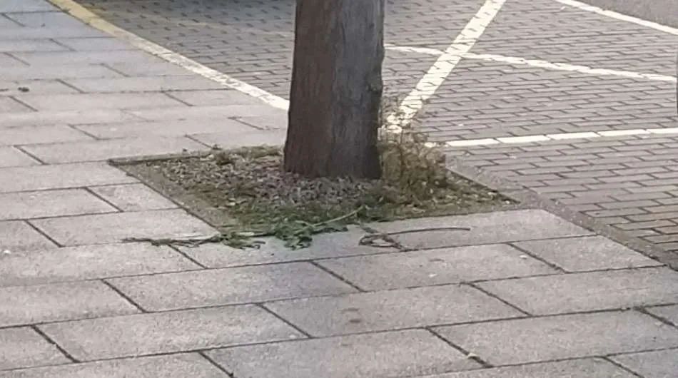 Foto 2 - Serio problema con las ramas de los &aacute;rboles en la calle Lorenza Iglesias  