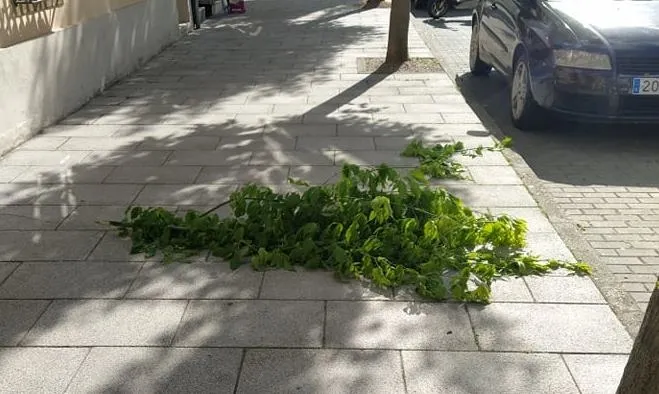 Serio problema con las ramas de los árboles en la calle Lorenza Iglesias  