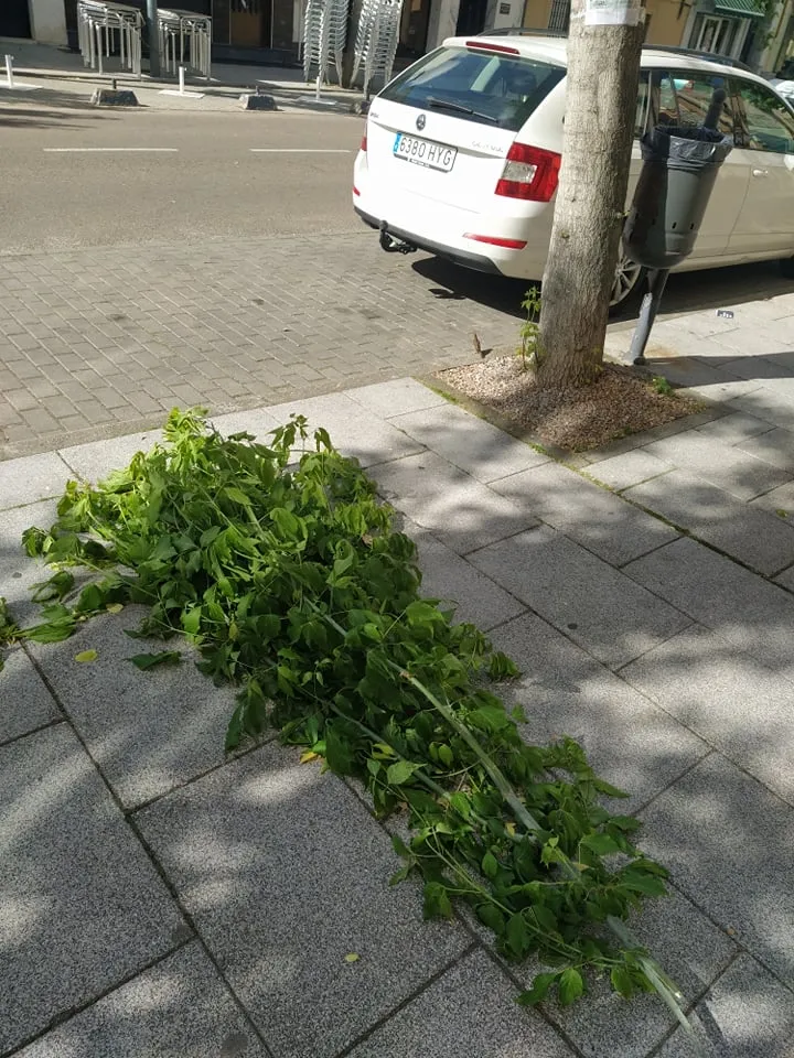 Foto 4 - Serio problema con las ramas de los &aacute;rboles en la calle Lorenza Iglesias  