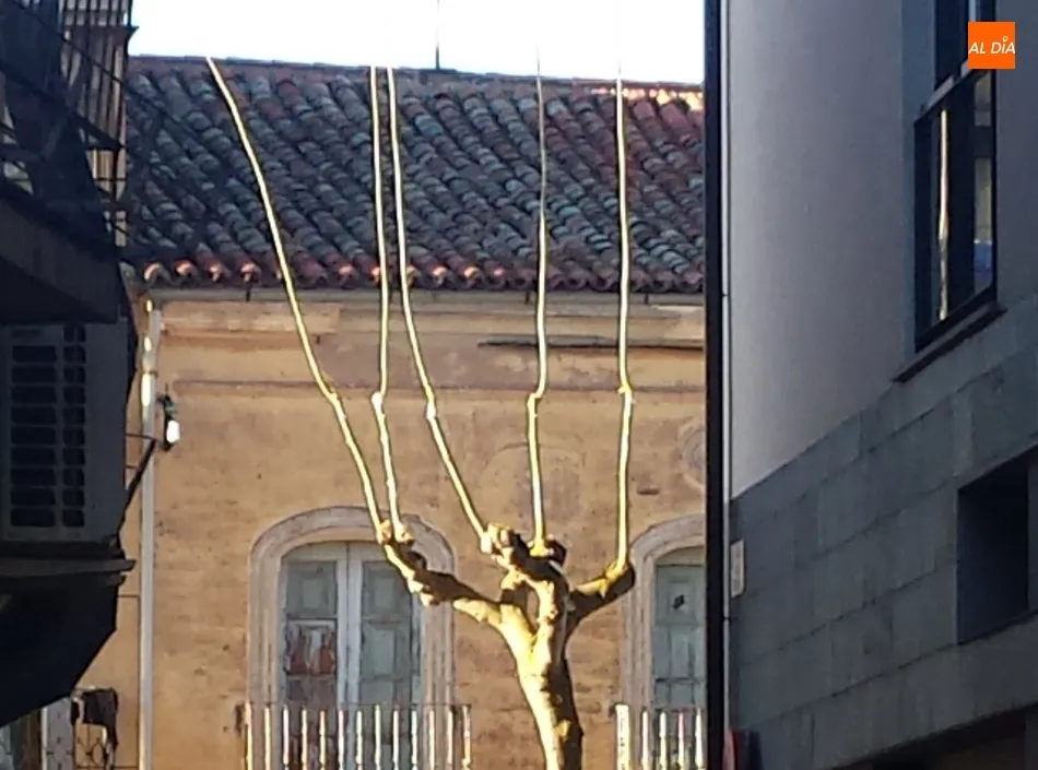 Foto 8 - Serio problema con las ramas de los &aacute;rboles en la calle Lorenza Iglesias  