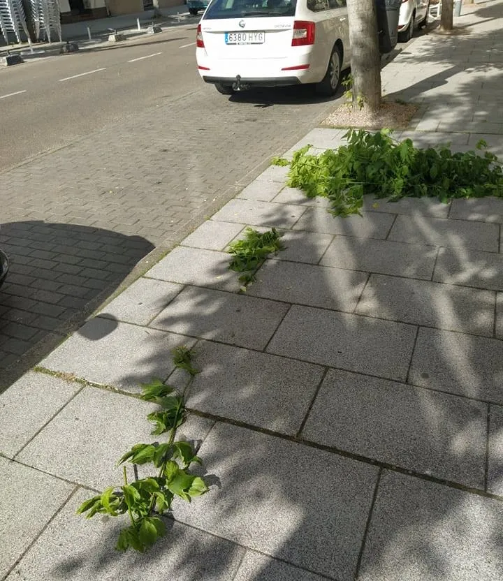 Foto 3 - Serio problema con las ramas de los &aacute;rboles en la calle Lorenza Iglesias  