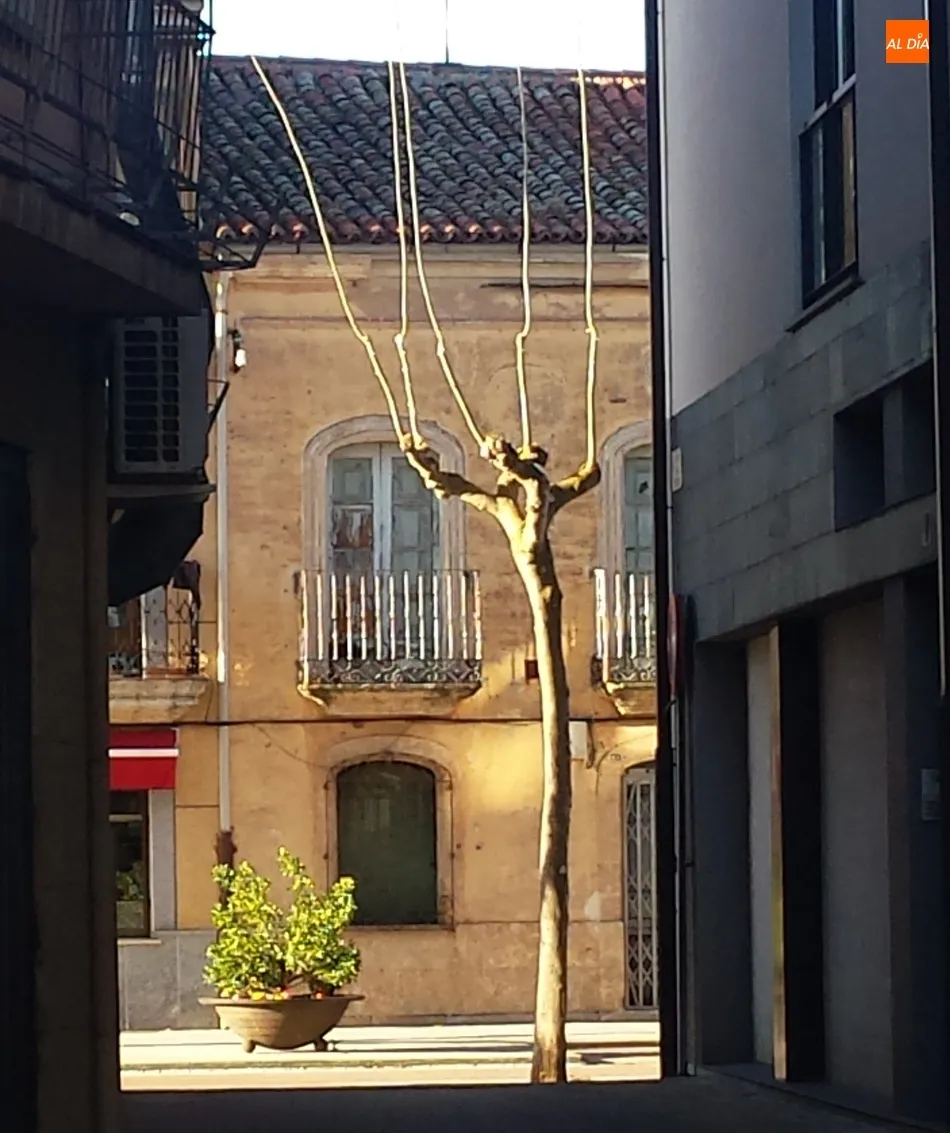 Foto 7 - Serio problema con las ramas de los &aacute;rboles en la calle Lorenza Iglesias  