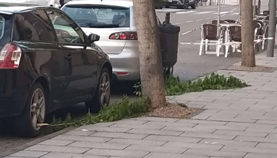 Foto 6 - Serio problema con las ramas de los &aacute;rboles en la calle Lorenza Iglesias  