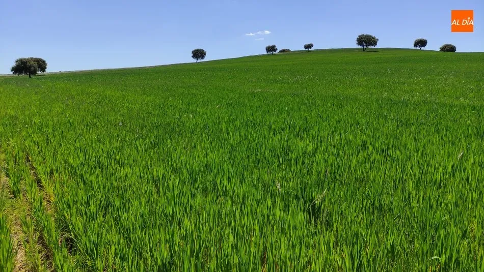 Panorámica de tierras de labranza en plena Dehesa Charra - Kiko Robles