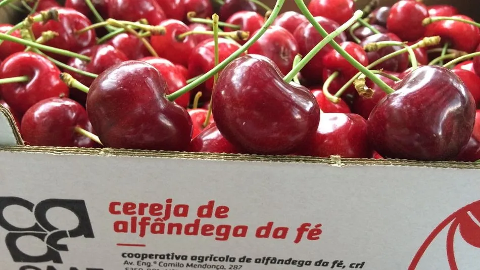 Comienza la temporada de cerezas en Alfândega da Fé: Mercadillo de la Cereza, excursiones y...