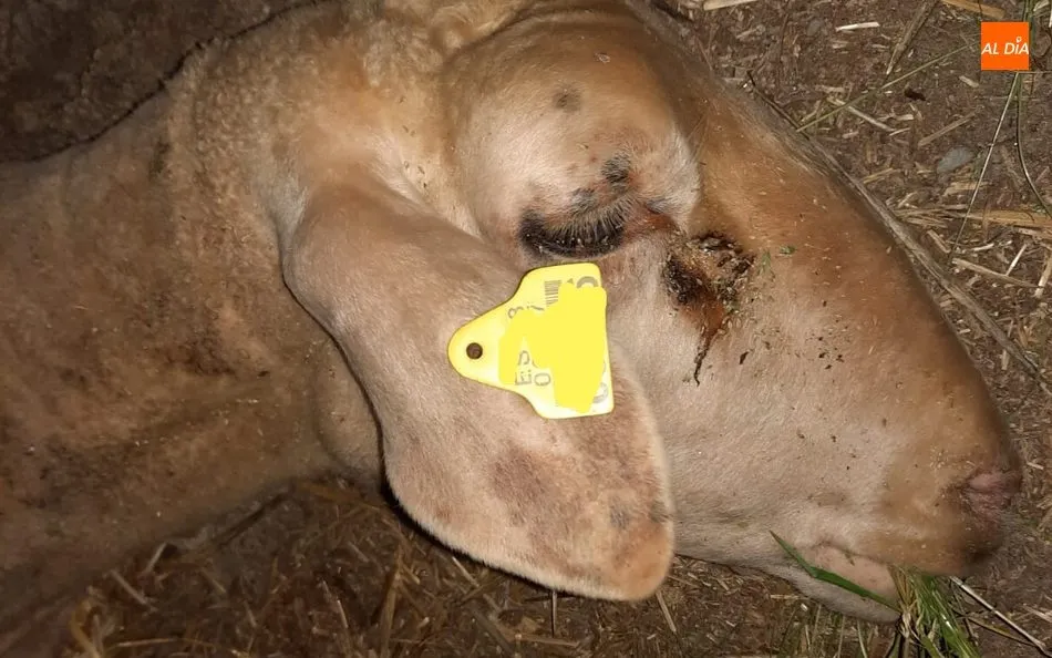 La oveja pastaba plácidamente cuando un grupo de buitres se abalanzó sobre ella causándole la muerte