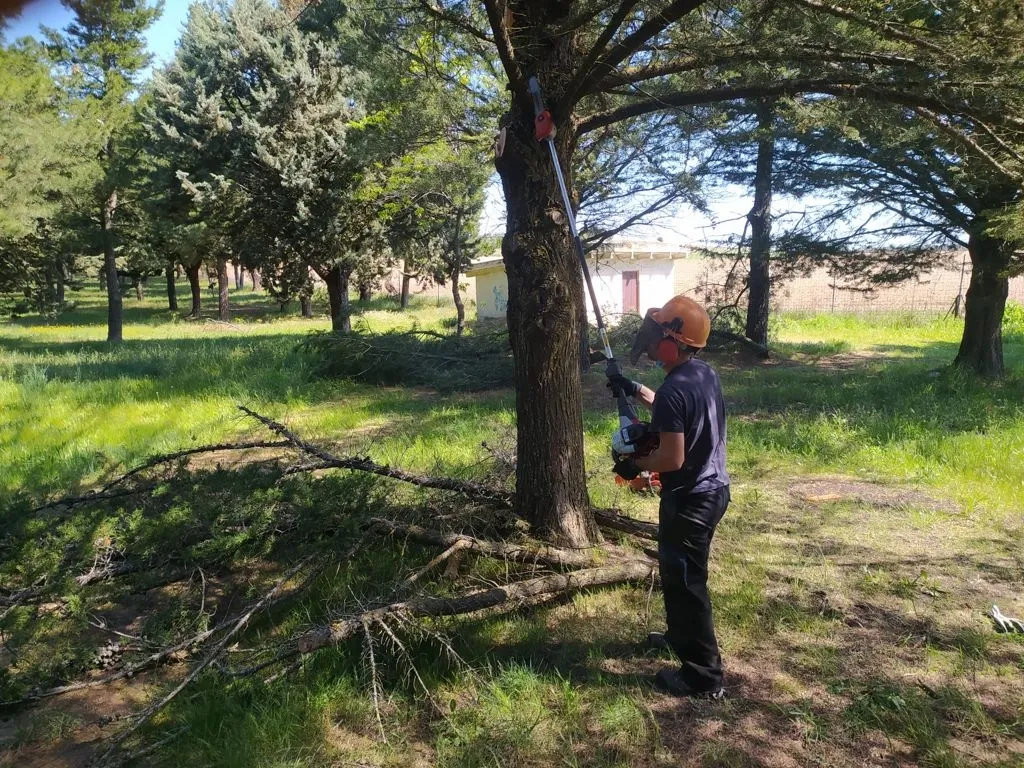 Tareas de desbroce de árboles en municipios pedáneos de Alba de Tormes