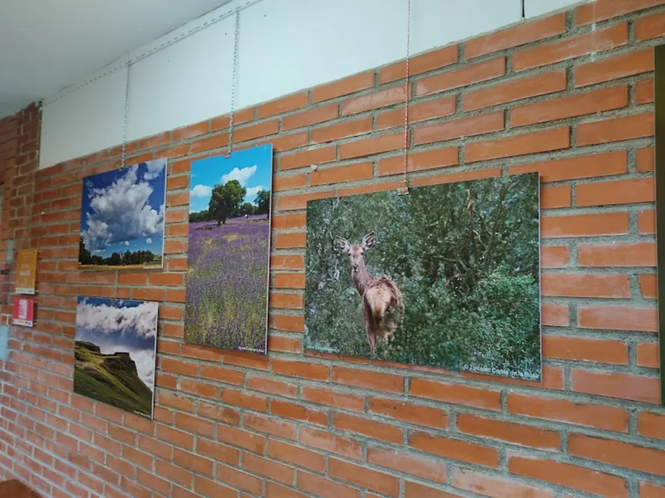 Foto 3 - La exposici&oacute;n &lsquo;Naturaleza a la puerta de casa&rsquo; podr&aacute; visitarse hasta el 11 de junio&nbsp;