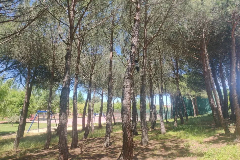 Instalación de trampas en el pinar de Valdelagua para controlar la oruga procesionaria