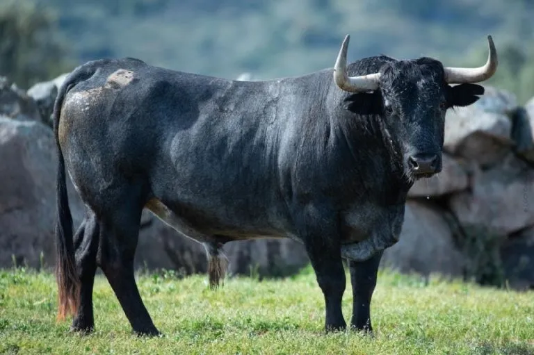 Foto 6 - Los toros de Adolfo Mart&iacute;n que lidiar&aacute; el salmantino Juan del &Aacute;lamo en el cierre de Vistalegre  