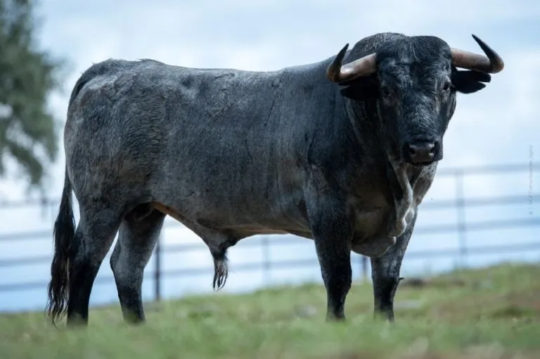 Foto 5 - Los toros de Adolfo Mart&iacute;n que lidiar&aacute; el salmantino Juan del &Aacute;lamo en el cierre de Vistalegre  