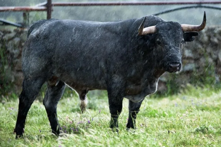 Foto 4 - Los toros de Adolfo Mart&iacute;n que lidiar&aacute; el salmantino Juan del &Aacute;lamo en el cierre de Vistalegre  