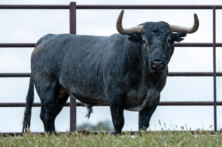 Foto 3 - Los toros de Adolfo Mart&iacute;n que lidiar&aacute; el salmantino Juan del &Aacute;lamo en el cierre de Vistalegre  