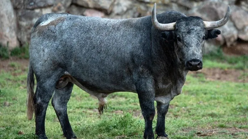 Foto 2 - Los toros de Adolfo Mart&iacute;n que lidiar&aacute; el salmantino Juan del &Aacute;lamo en el cierre de Vistalegre  