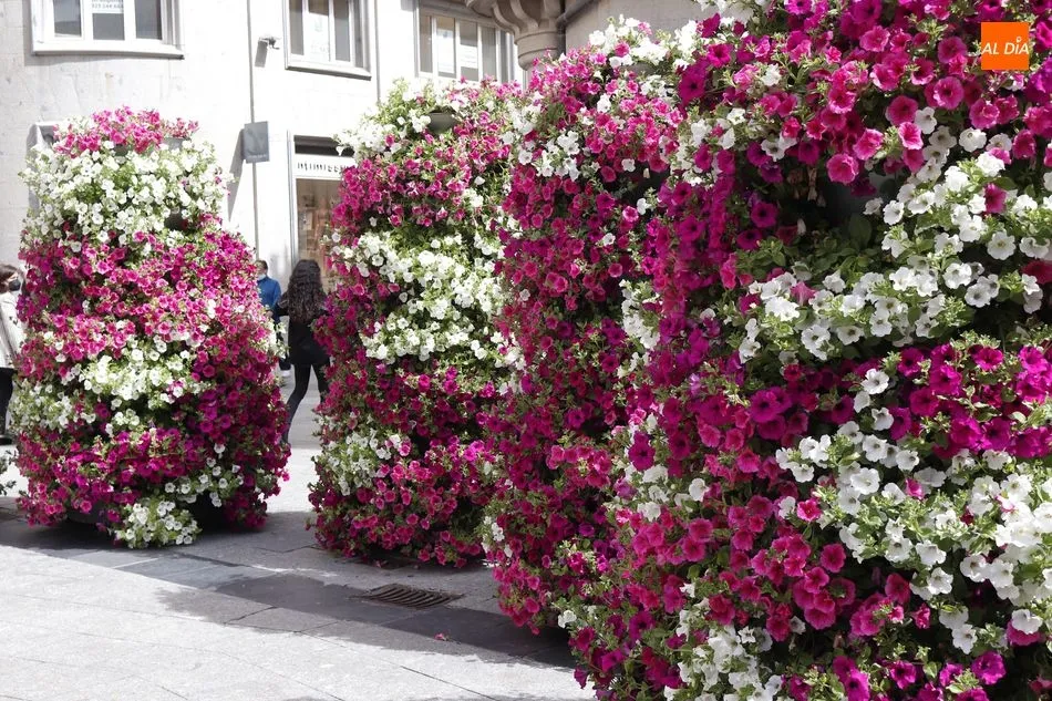 Foto 2 - El Ayuntamiento de Salamanca llenar&aacute; de color las calles de la ciudad con cerca de 40.000 nuevas...