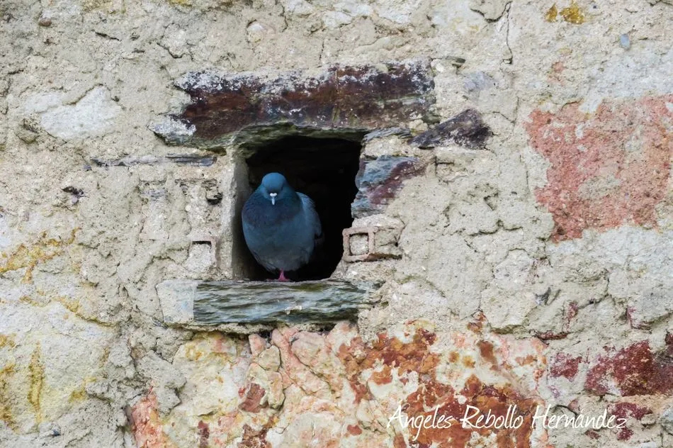 La ventana del mundo