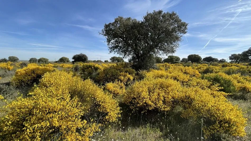 La exuberancia de la retama