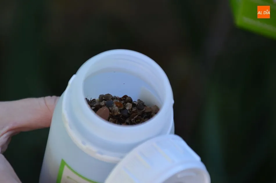 Foto 7 - La suelta de determinadas especies de insectos combate las plagas en parques y jardines de la...