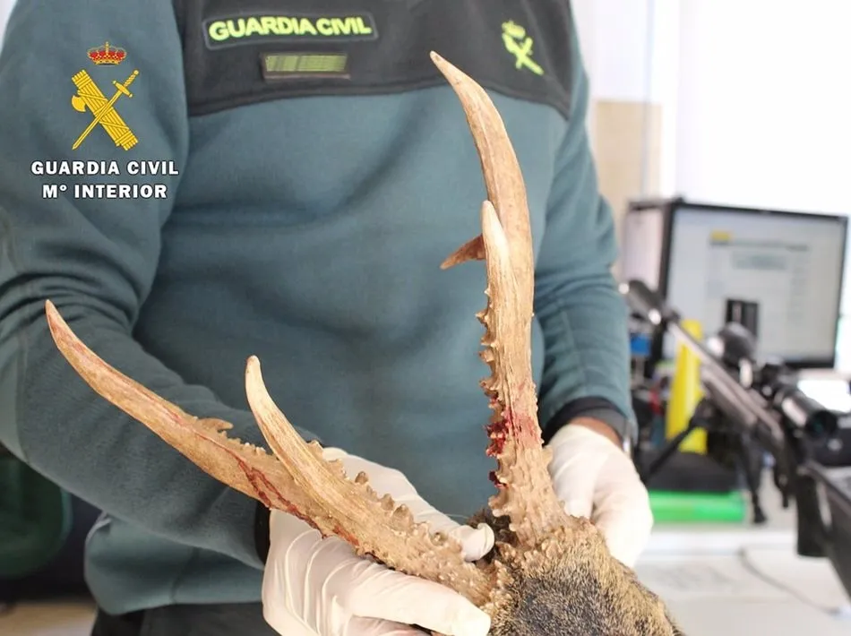 Detenidos in fraganti dos cazadores furtivos en Burgos que habían matado ilegalmente dos corzos y un gato montés. - GUARDIA CIVIL