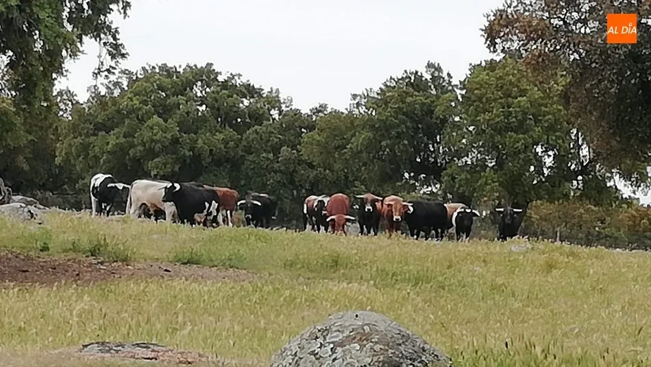 Novillos de López Chaves para los alumnos de la Escuela de Tauromaquia de Salamanca