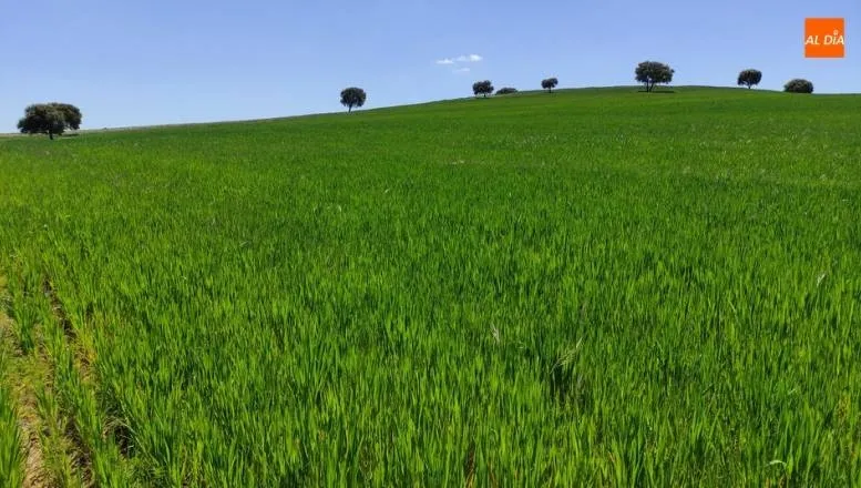 Campo de cultivo cerca de localidad salmantina de Mozárbez - Kiko Robles